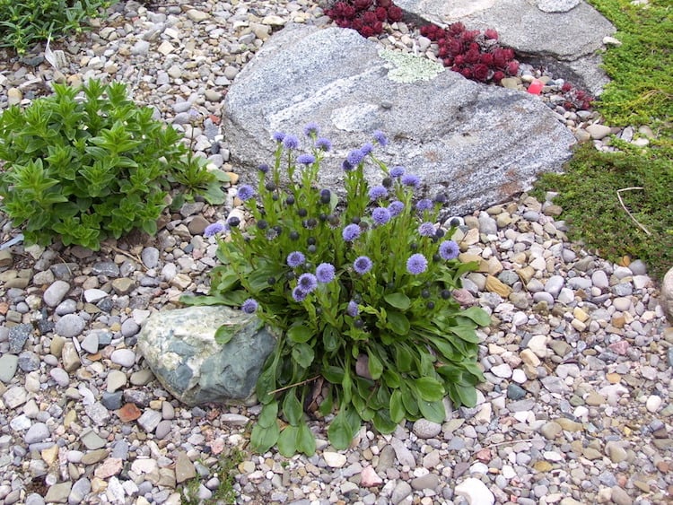 plante-rocaille-fleurs-violettes-amenagement-jardin