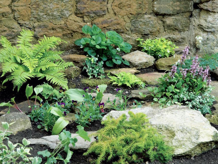 plante-rocaille-fougères-pensées-amenagement-jardin