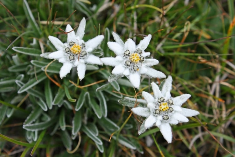 plante de rocaille montagnes-edelweiss-blanc