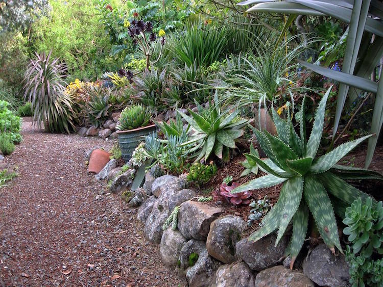 plante-rocaille-plante-succulente-amenagement-jardin