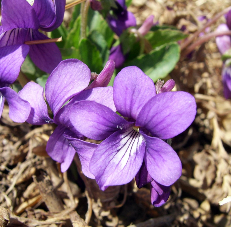 plante de rocaille vivace-fleurs-violettes
