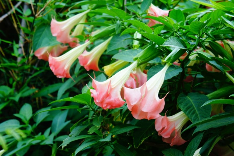 plantes-aromatiques-Brugmansia-fleurs-roses plantes aromatiques
