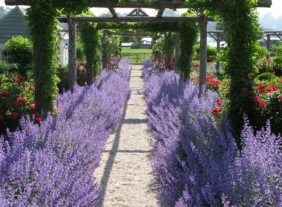 plantes-aromatiques-lavande-roses-pergola-allée