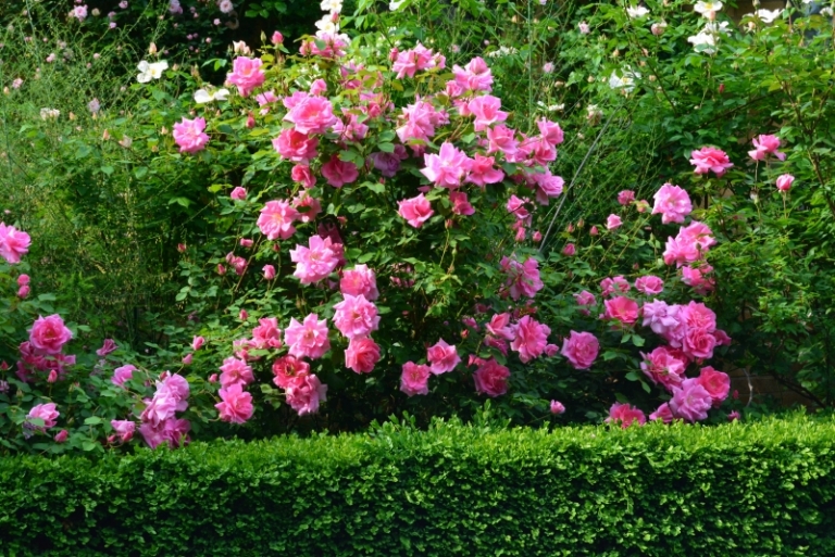 plantes-aromatiques-rosier-fleurs-roses-haie-buis