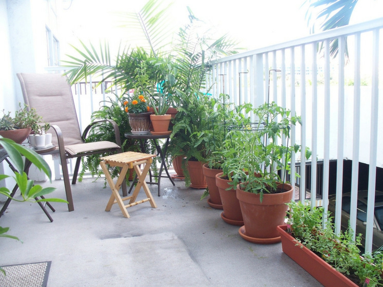 plantes-balcons-terrasses-tomates-palmiers-herbes-fougères