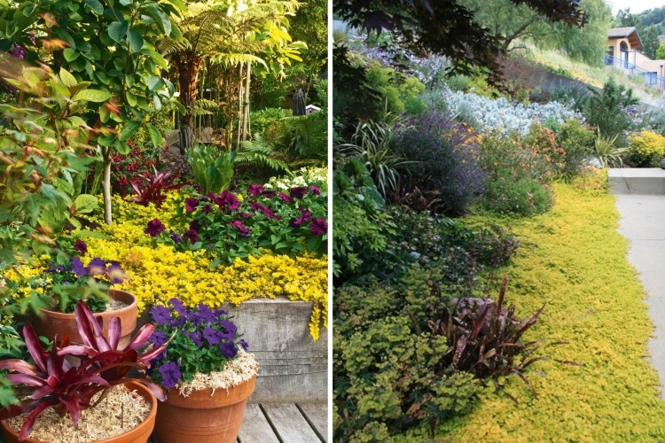 plantes-couvre-sol-Lysimachia-nummularia-herbe-écus