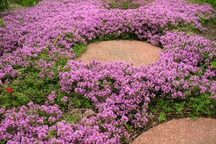 plantes couvre sol Thymus-praecox-Thym-couché-Thym-précoce