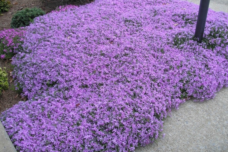 plantes-couvre-sol-fleuries-Phlox-rampant-violet-pâle