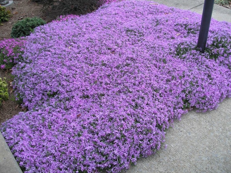 plantes-couvre-sol-fleuries-Phlox-rampant-violet-pâle