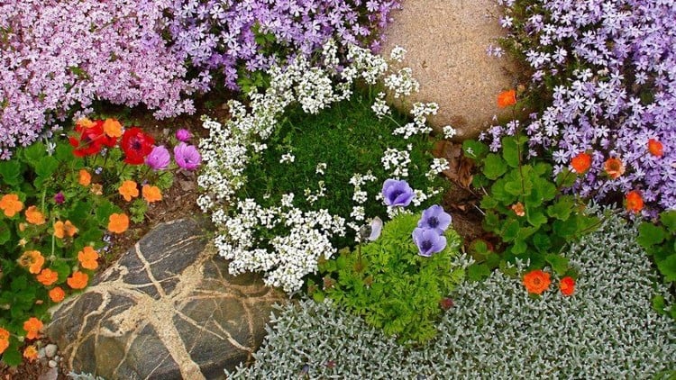 plantes-couvre-sol-fleurs-violettes-oranges-rouges-ambiance