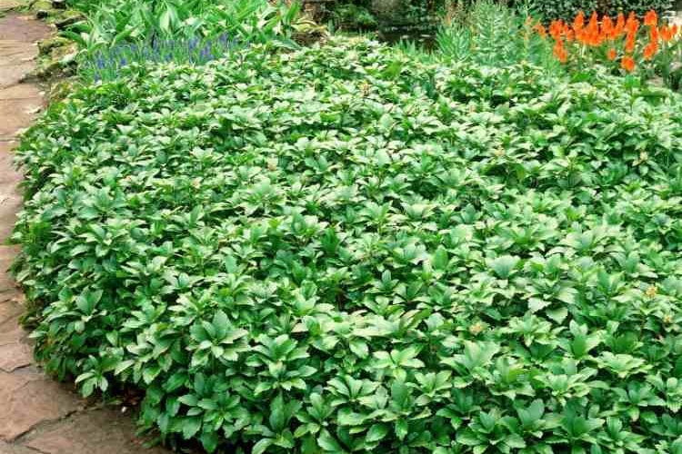 plantes-couvre-sol-persistantes-Pachysandra-terminalis