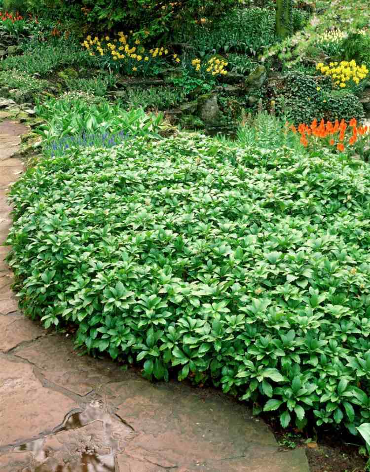 plantes-couvre-sol-persistantes-Pachysandra-terminalis