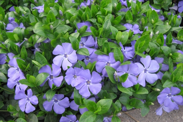 plantes-couvre-sol-pervanche-Vinca-Minor-tapis-vert