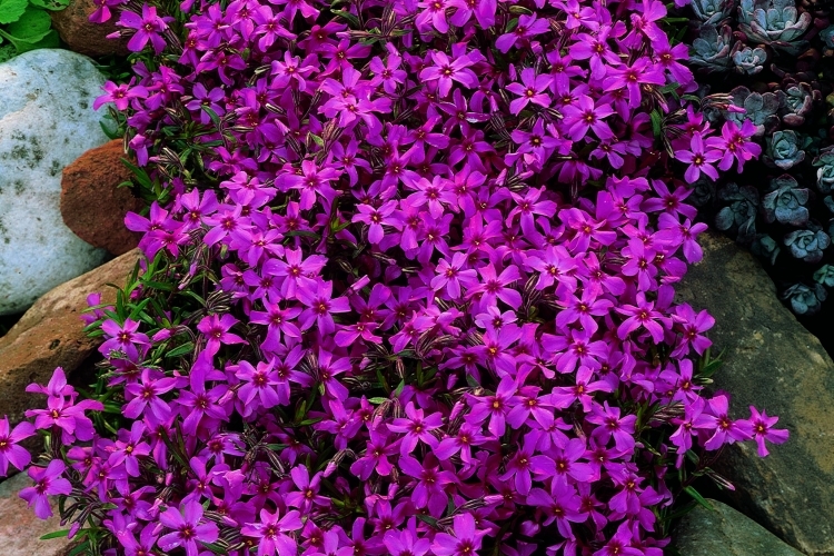 plantes-couvre-sol-phlox-subulata-violet-jardin-rocaille