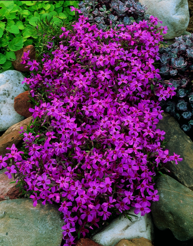 plantes-couvre-sol-phlox-subulata-violet-jardin-rocaille
