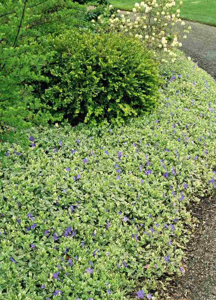 plantes couvre sol vivaces feuillage persistant-Vinca-Minor