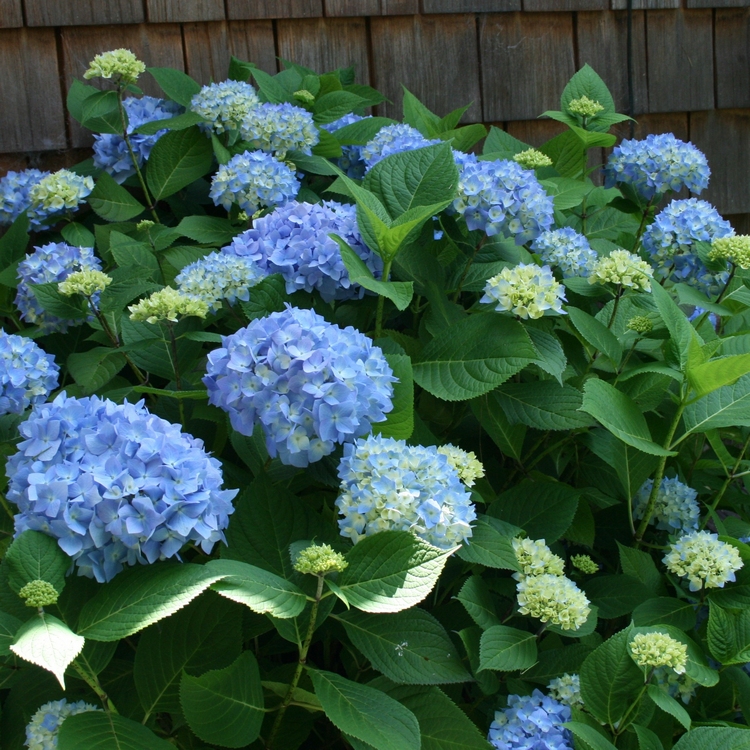 plantes ombre jardin conseils photos- hortensia bleu Hydrangea
