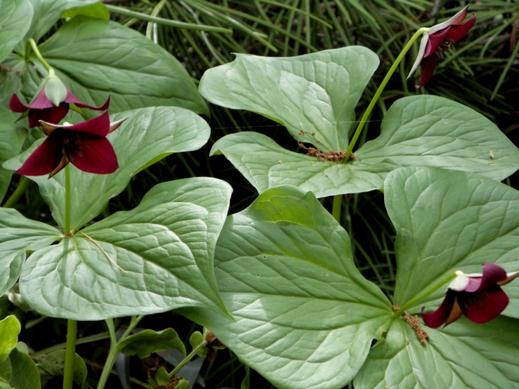 plantes ombre jardin conseils photos inspirantes- trillium rouge