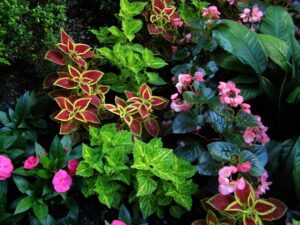 plantes ombre jardin contemporain- conseils photos inspirantes