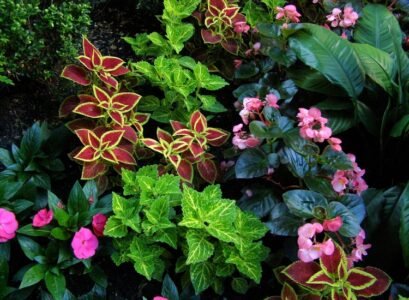 plantes ombre jardin contemporain- conseils photos inspirantes