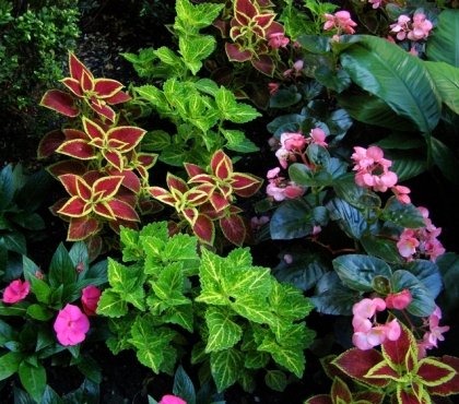 plantes ombre jardin contemporain- conseils photos inspirantes