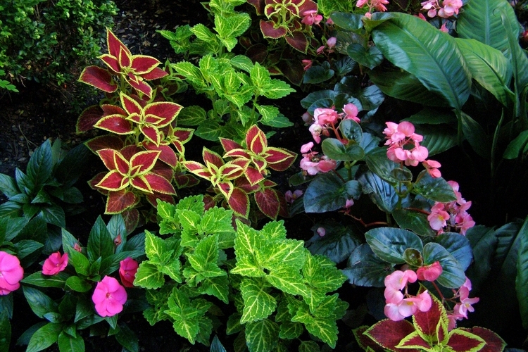 plantes ombre jardin contemporain- conseils photos inspirantes