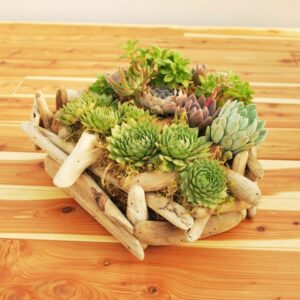 plantes-succulentes-bac-fleur-diy-deco-maison