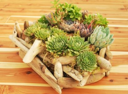 plantes-succulentes-bac-fleur-diy-deco-maison