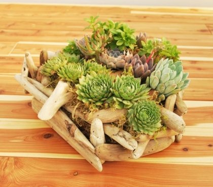 plantes-succulentes-bac-fleur-diy-deco-maison