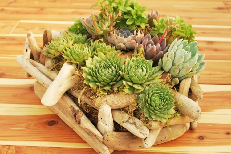 plantes-succulentes-bac-fleur-diy-deco-maison