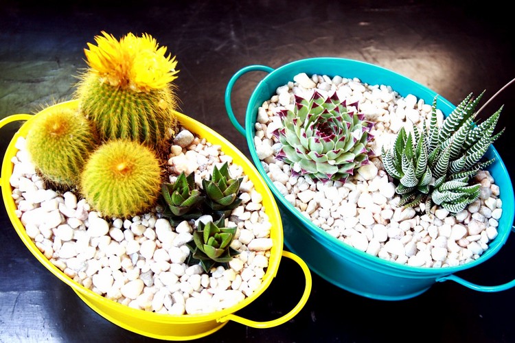 plantes-succulentes-cailloux-décoratifs-cactus