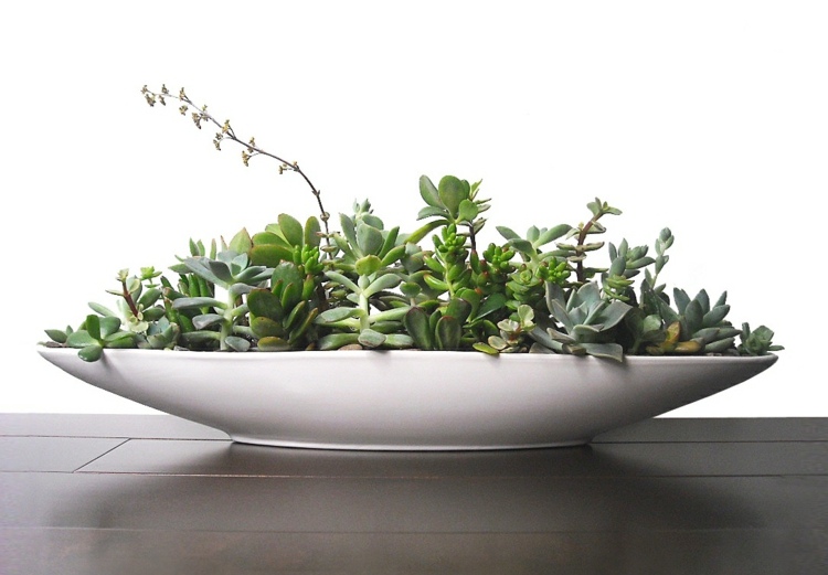 plantes-succulentes-diy-deco-assiette-porcelaine