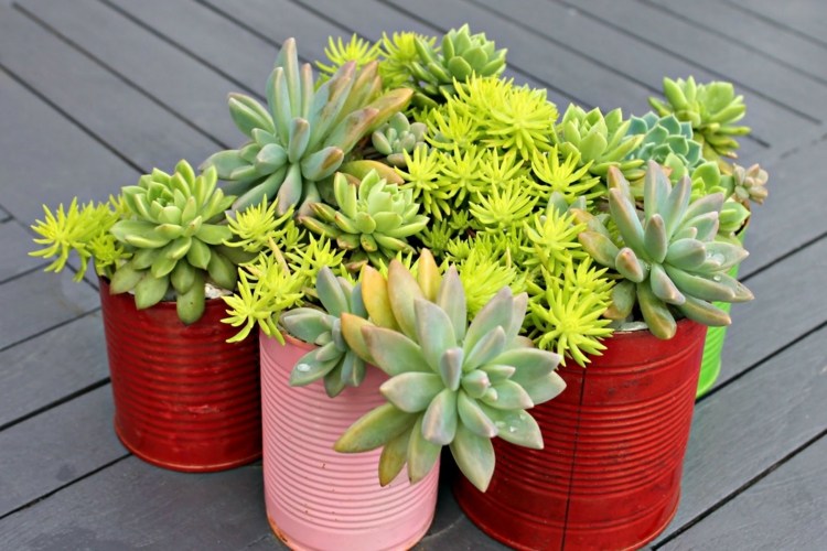 plantes-succulentes-diy-deco-boite-peinture-pot-fleurs