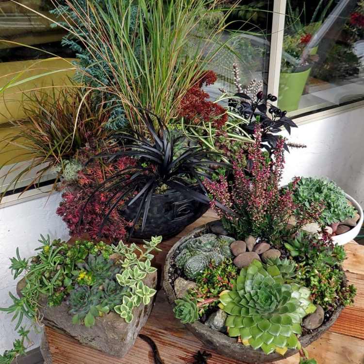 plantes-succulentes-diy-deco-briques
