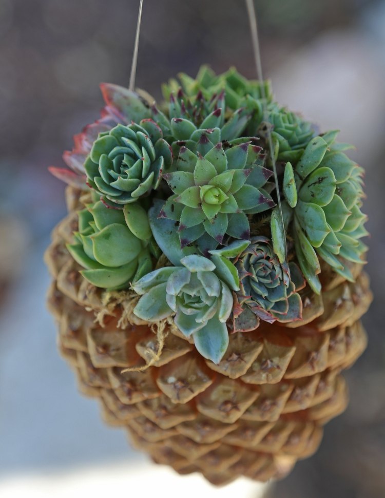 plantes-succulentes-diy-deco-cone-pin-pot-suspendu