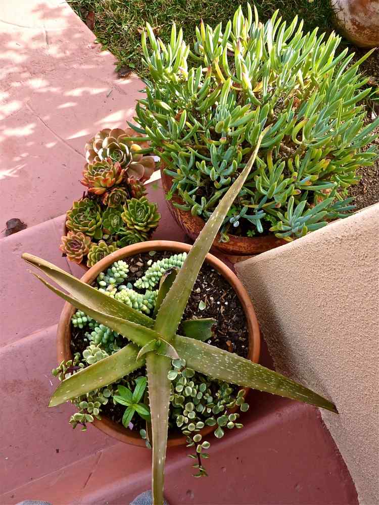 plantes-succulentes-diy-deco-pot-fleurs-jardin