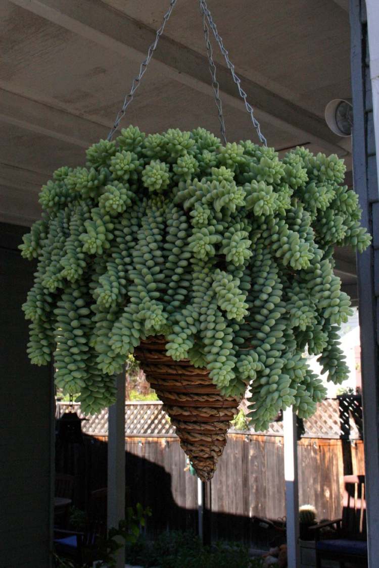 plantes-succulentes-diy-deco-pot-suspendu-original