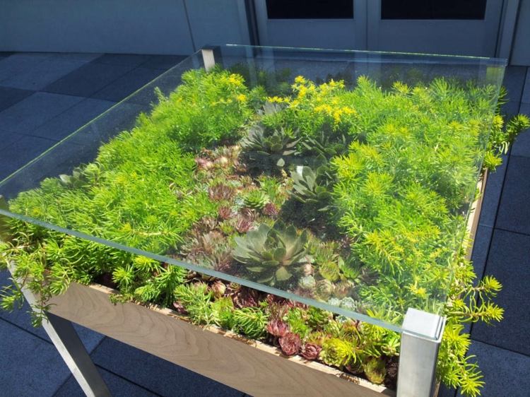 plantes-succulentes-diy-deco-table-basse-plateau-verre