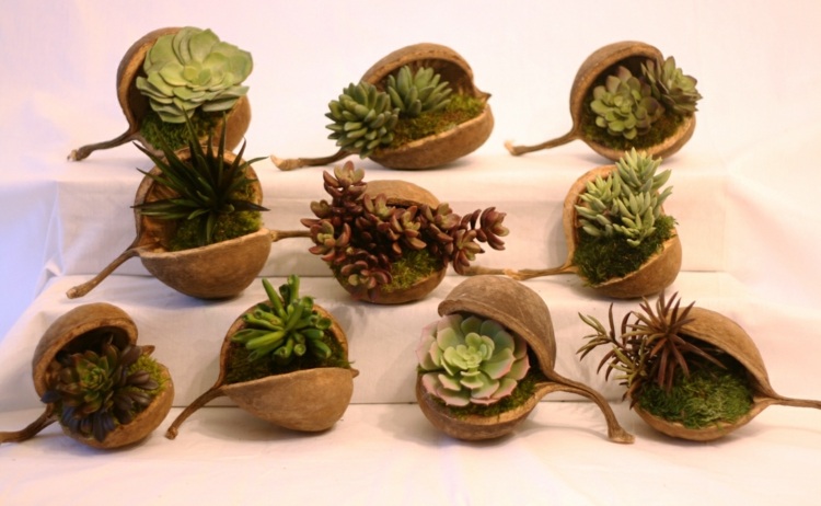 plantes-succulentes-mousse-idee-diy-deco