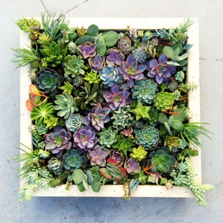 plantes-succulentes-mur-vegetal-diy-deco-maison