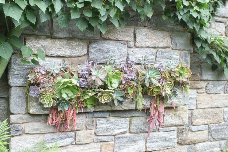 plantes-succulentes-mur-vegetal-revetement-mur-pierre