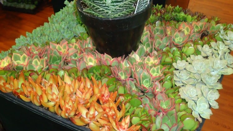 plantes-succulentes-pot-fleur-idee-deco-diy