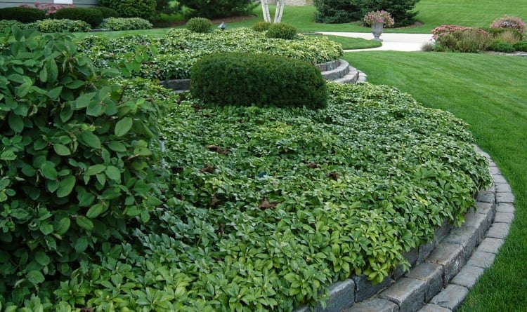 plantes-vivaces-couvre-sol-feuillage-persistant