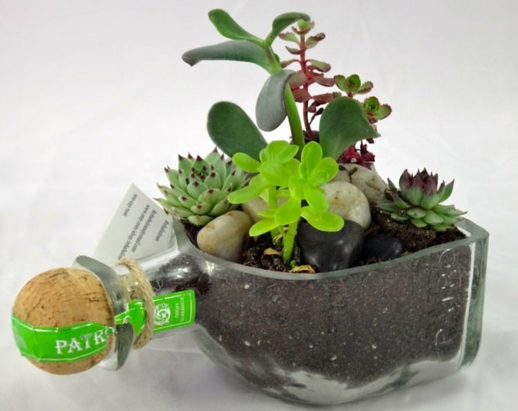 pot-plante-original-bouteille-verre-coupée-jardin-succulentes