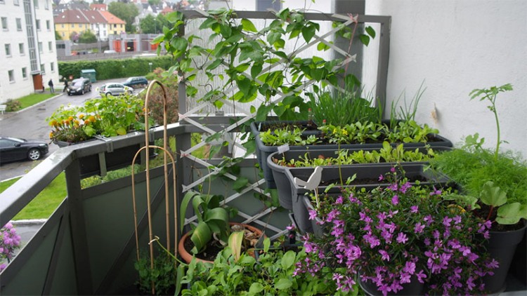 potager-balcon-fleurs-herbes-plantes-médicinales-légumes-divers