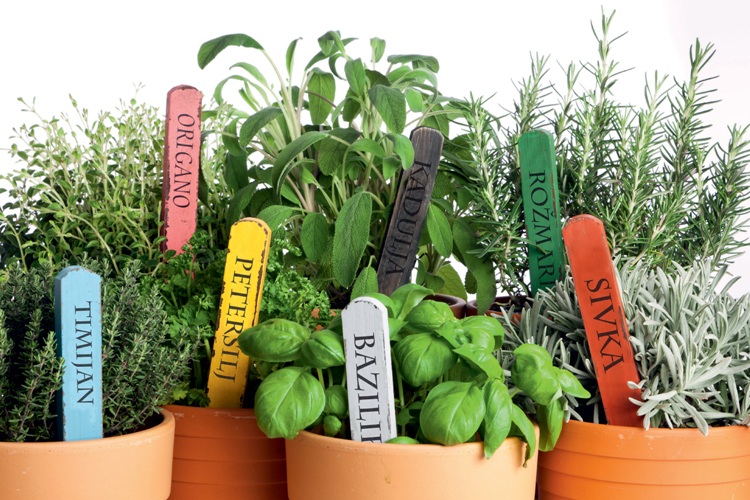 potager-balcon-herbes-aromatiques-pots-argile-légumes-fruits-cultiver