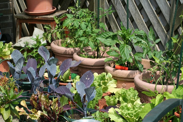 potager-balcon-idées-conseils-créer-réussir-légumes-décoratifs