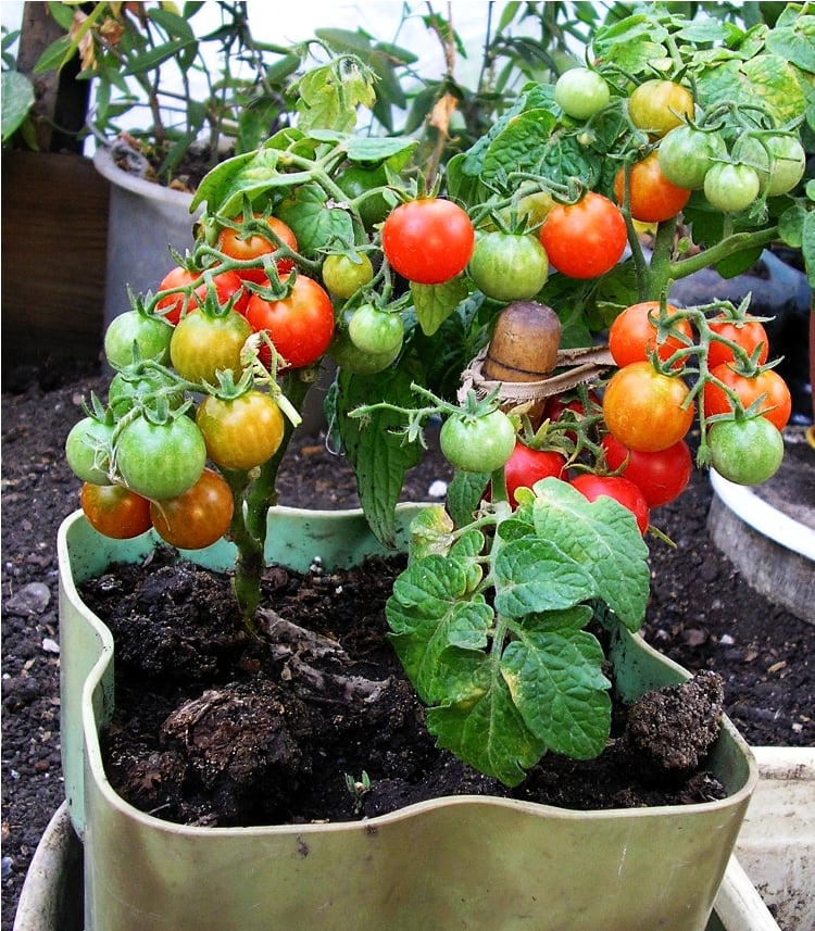 potager-balcon-tomates-cultiver-pots-divers-plantes-légumes