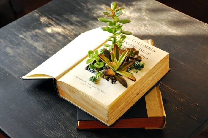 pots de fleurs objets-récupération-succulentes-vieux-livre