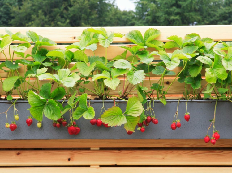 réaliser-jardin-miniature-balcon-cultiver-fraises
